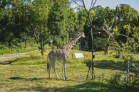 Calm cute giraffe standing on grassy lawn in green conservation park on sunny weather