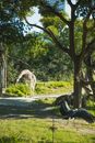 Cute young giraffe walking in tropical lush conservation park and pinching grass peacefully on sunny warm day