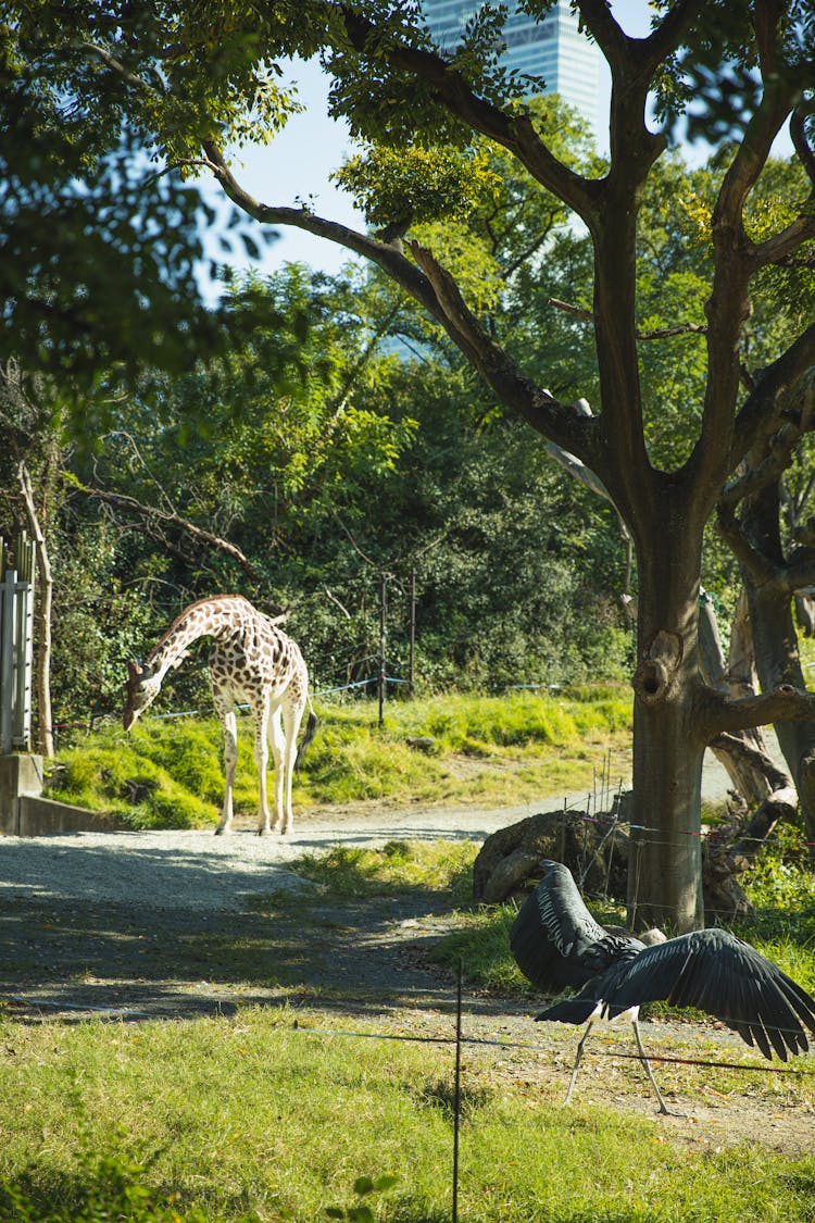 Giraffe Walking In Sunny National Park And Pinching Grass