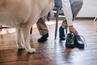 一个男人在室内，秋田犬叼着黑色的鞋子，展现着友谊与生活方式