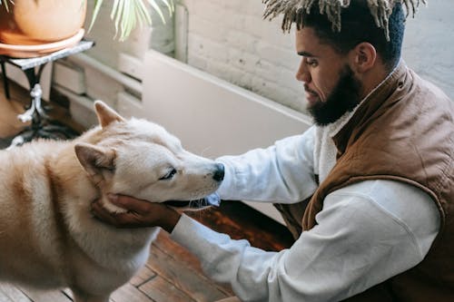 Side view of crop happy young African American male with trendy hairstyle and beard in casual outfit sitting on haunches and stroking adorable Akita dog with tongue out