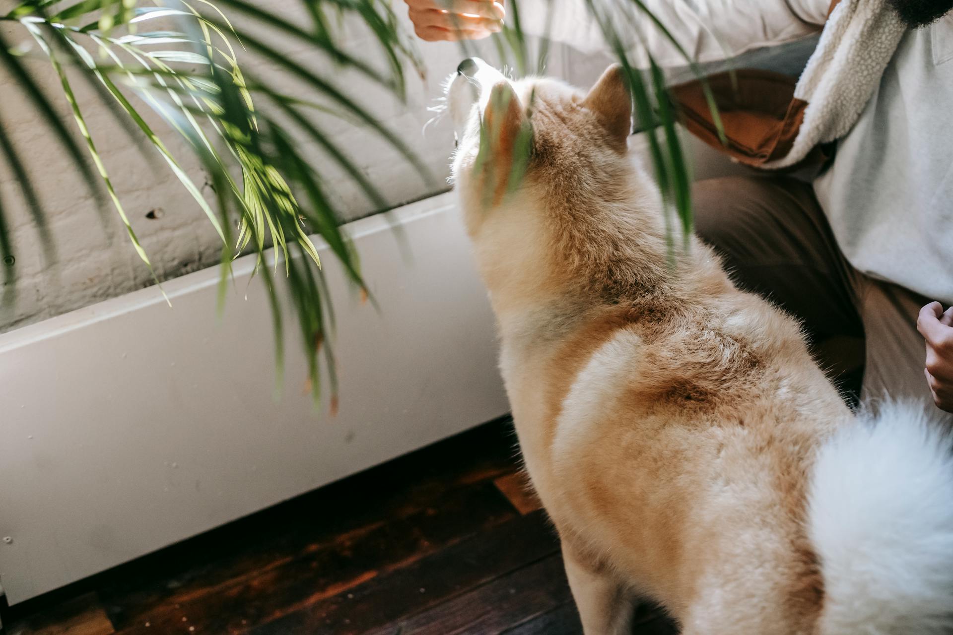 Bovenop de oogst een onherkenbare, baardrijke man in casual kleding die op de heupen zit en thuis een snack geeft aan een leuke Akita Inu-hond.