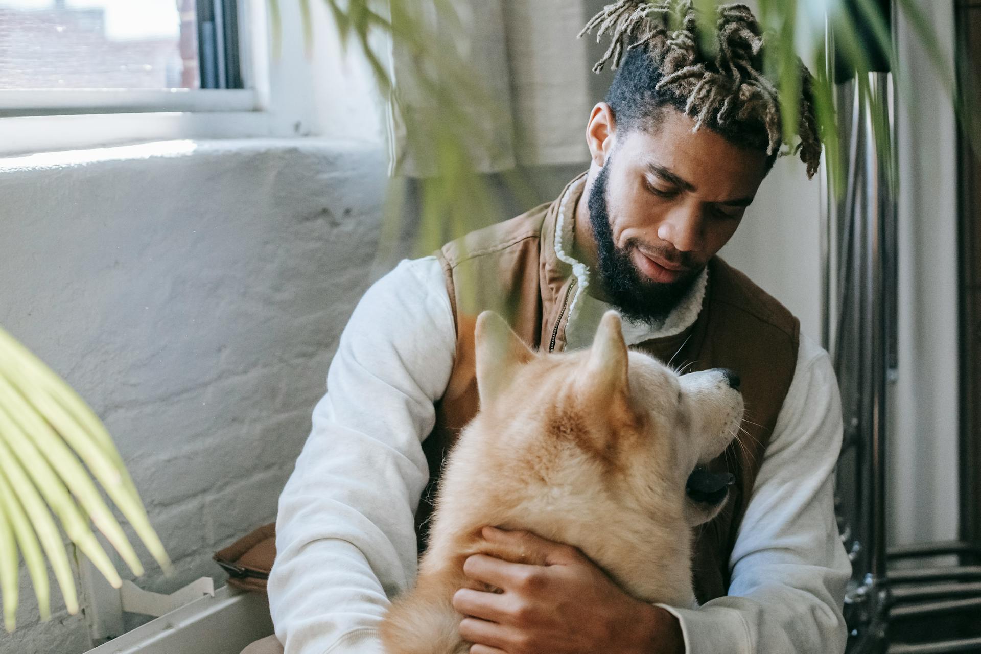 Trendy young bearded black man with Afro hairstyle sitting on haunches near window and hugging cute fluffy Akita dog