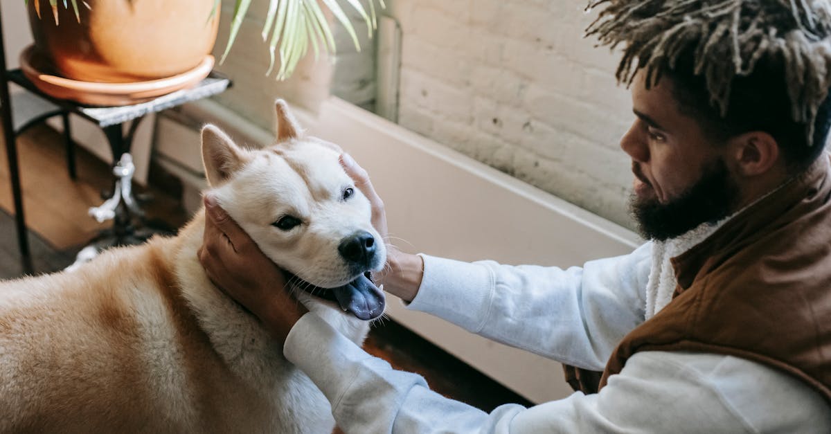 From above of young ethnic bearded male millennial with Afro hairstyle petting adorable playful Akita dog standing in modern apartment with tongue out