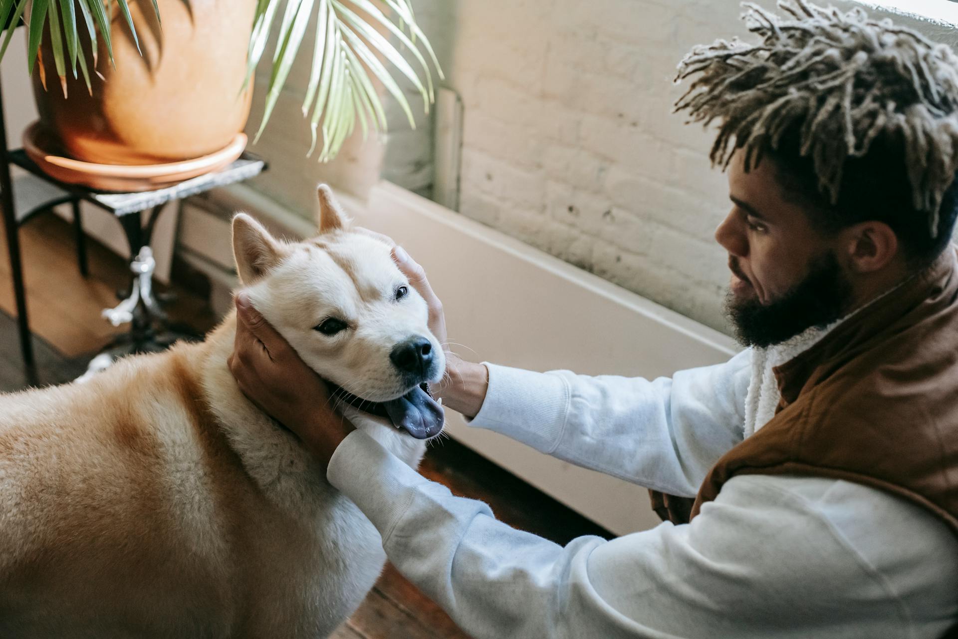 From above of young ethnic bearded male millennial with Afro hairstyle petting adorable playful Akita dog standing in modern apartment with tongue out