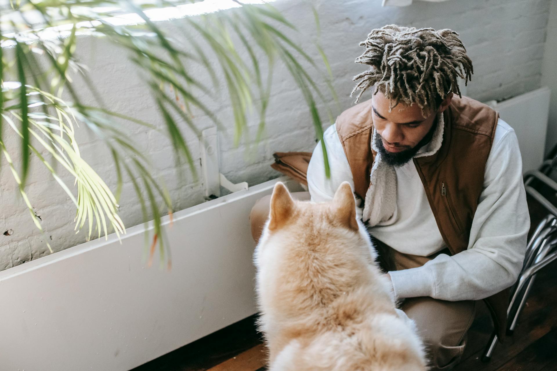 From above of concentrated young ethnic guy in stylish outfit playing with adorable Akita Inu dog while spending time together at home