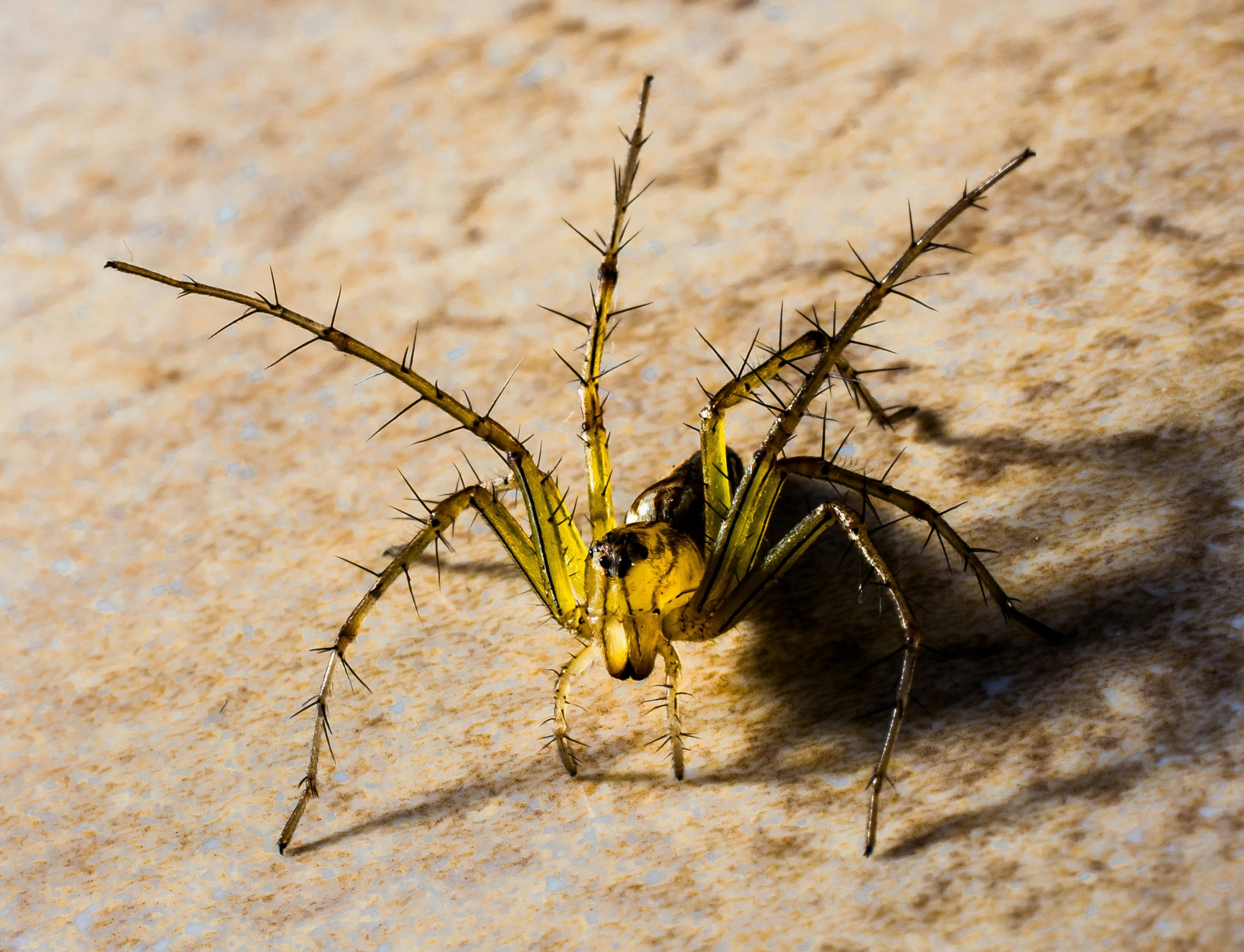 Lasiodora