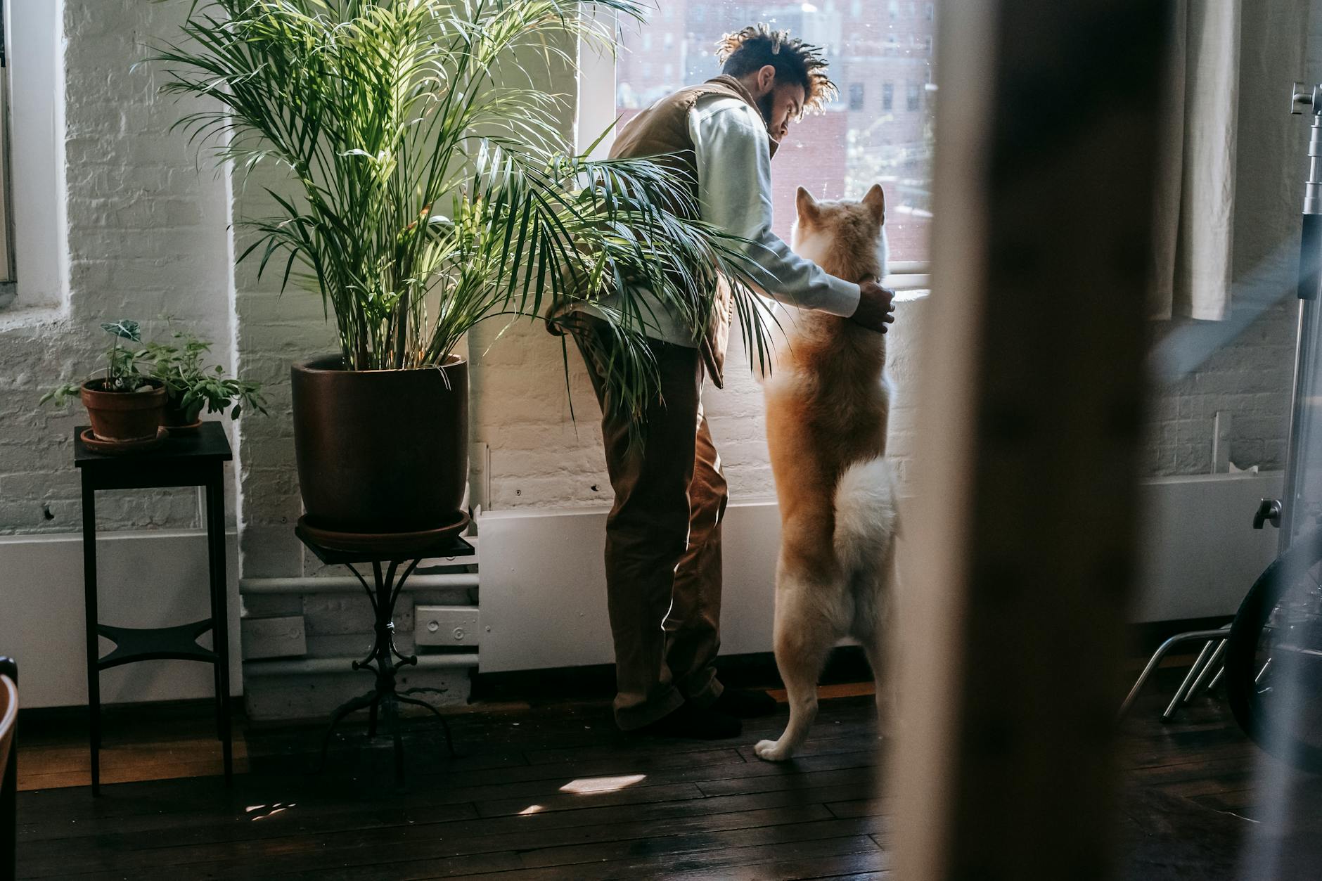 A man and an Akita dog share a tender moment by the window in a cozy apartment filled with plants.