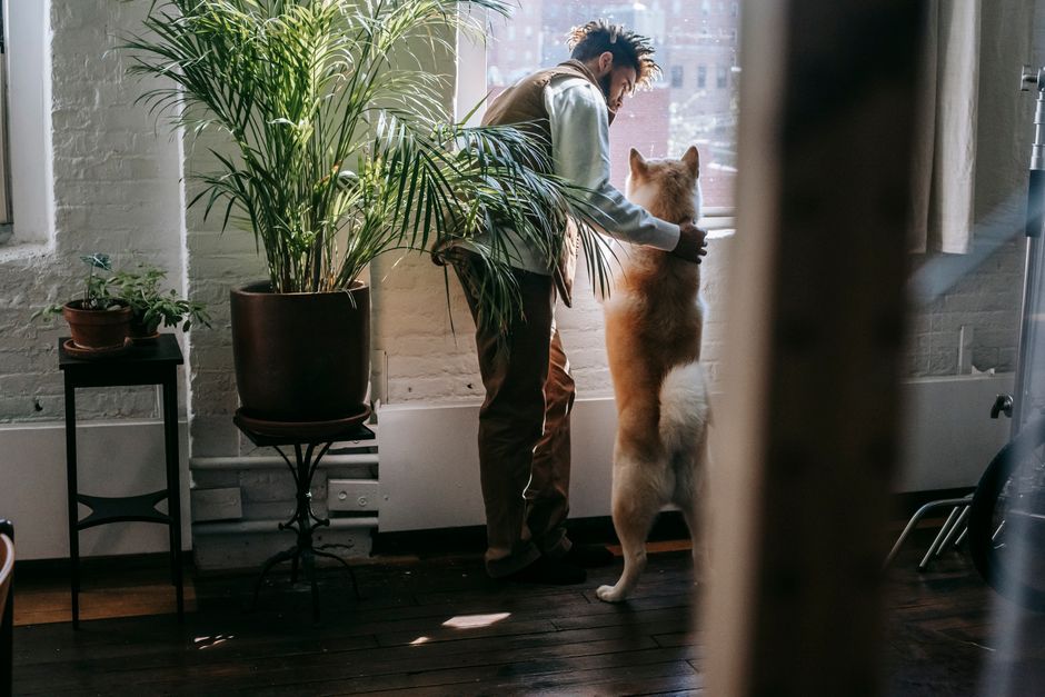 apartment tour with dog owner checking pet amenities - pet friendly apartments in chicago apartment tour with dog owner checking pet amenities - pet friendly apartments in chicago