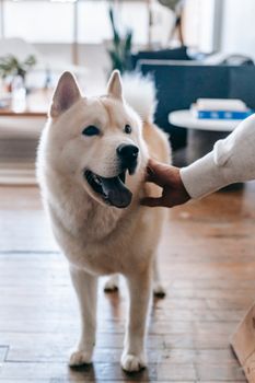 Crop unrecognizable person petting adorable obedient Akita dog standing on wooden floor with tongue out in light apartment