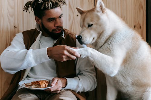 Crop young African American male owner in trendy outfit holding paw of curious playful Akita dog while sitting on chair and eating delicious croissant