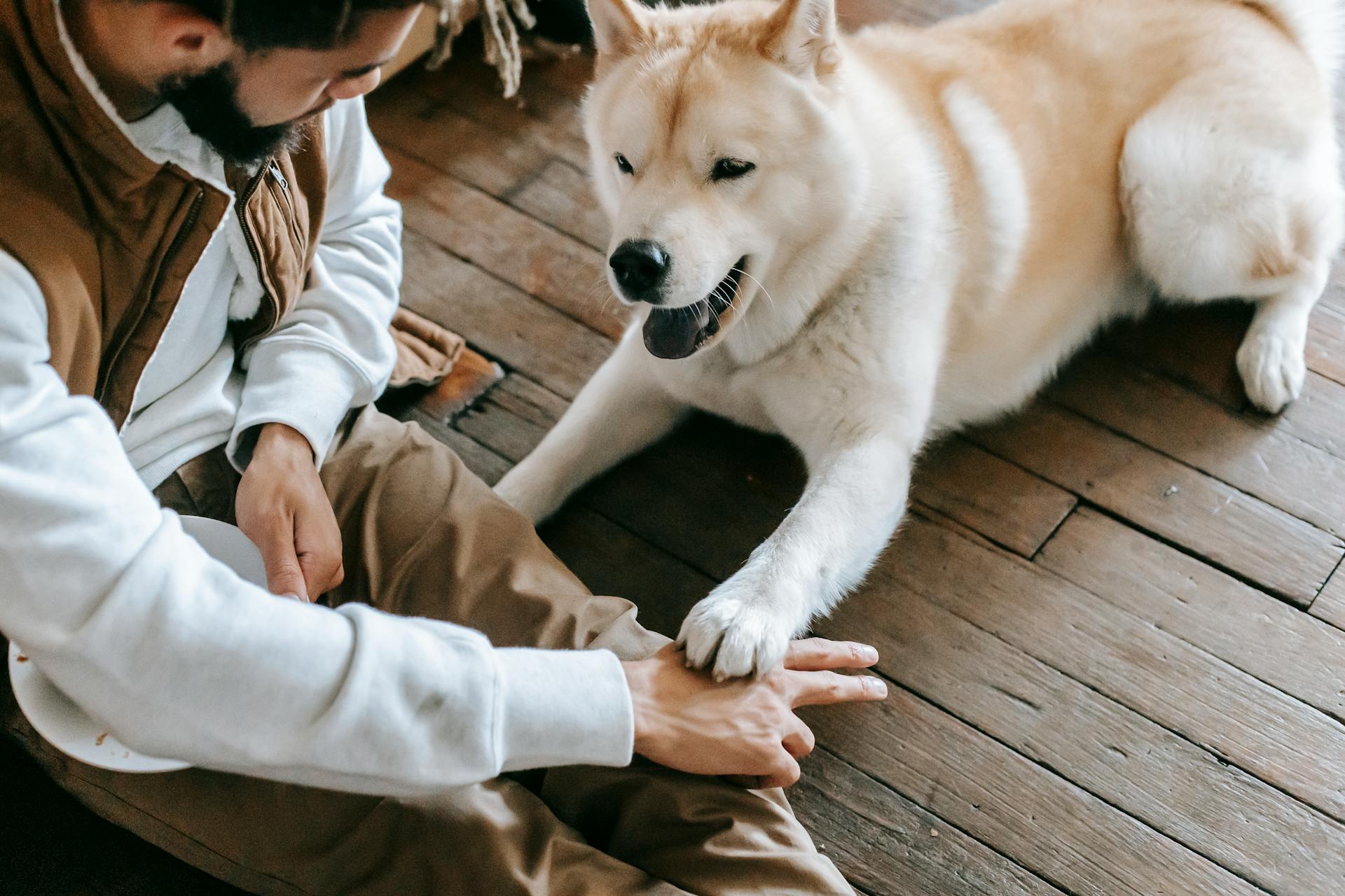 Un homme de race méconnaissable entraîne un chien de race pure assis par terre.