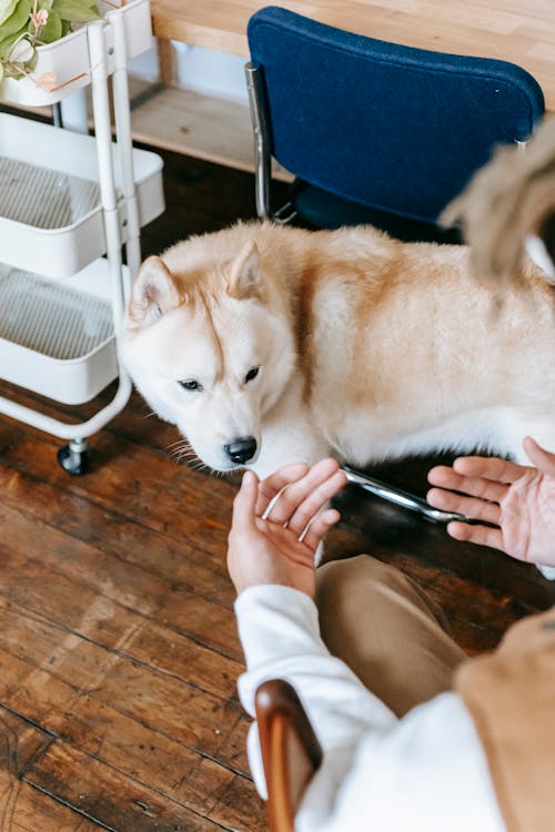 From above of crop faceless male owner sitting on chair and calling cute Akita dog while spending time together at home