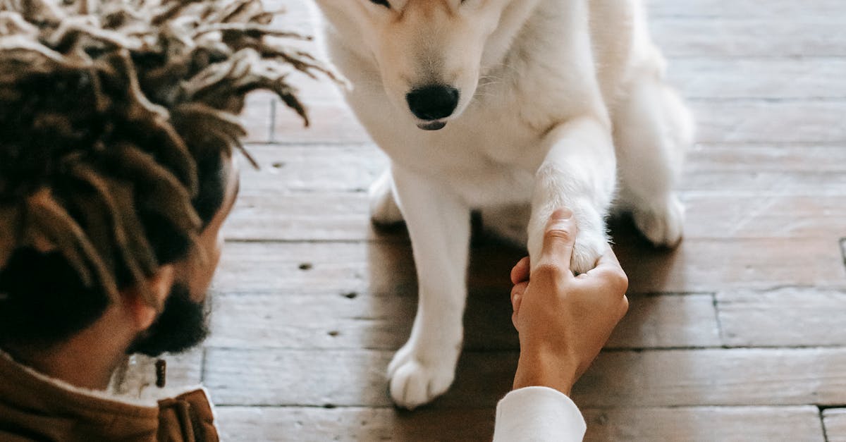 Dürfen Hunde Birnen essen? Wir klären auf! Hundebande