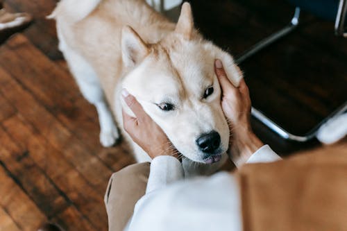 From above of crop anonymous male owner petting adorable fluffy Akita Inu dog while spending free time together at home