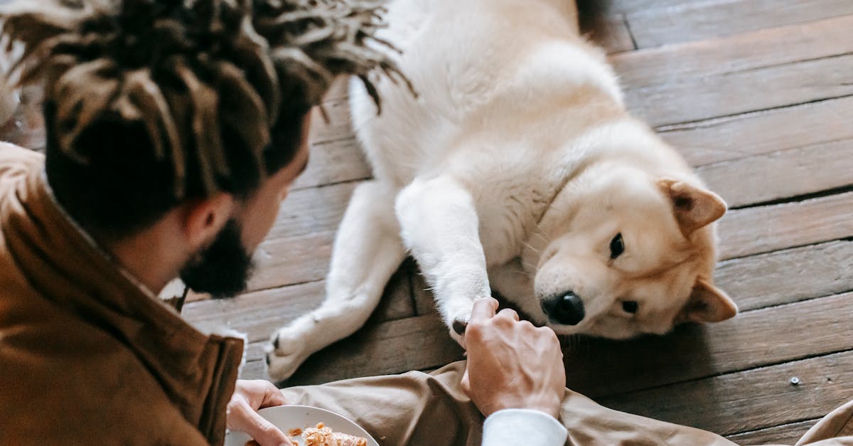 How much chicken and rice to feed 70 pound dog