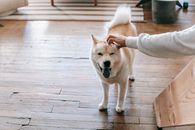 High angle of adorable fluffy purebred dog with tongue out enjoying stroking from crop unrecognizable owner at home