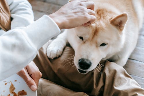 Gratis arkivbilde med akita, anonym, avling