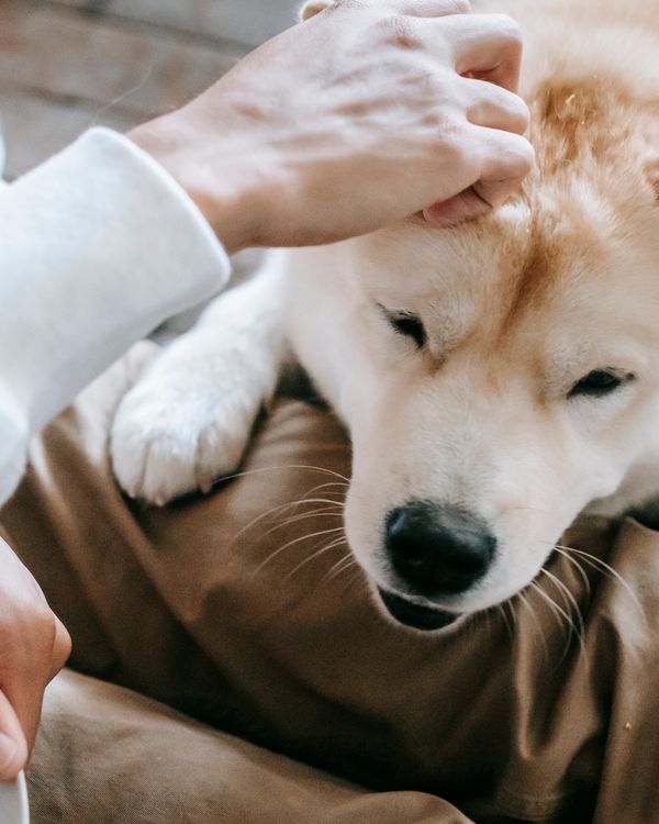 Loving pet owner and veterinarian caring for golden retriever