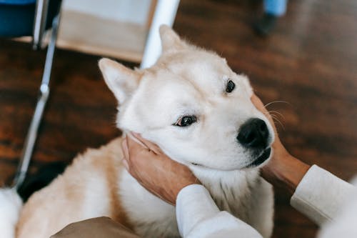 High angle of crop faceless person caressing and cuddling of adorable fluffy Akita dog at home