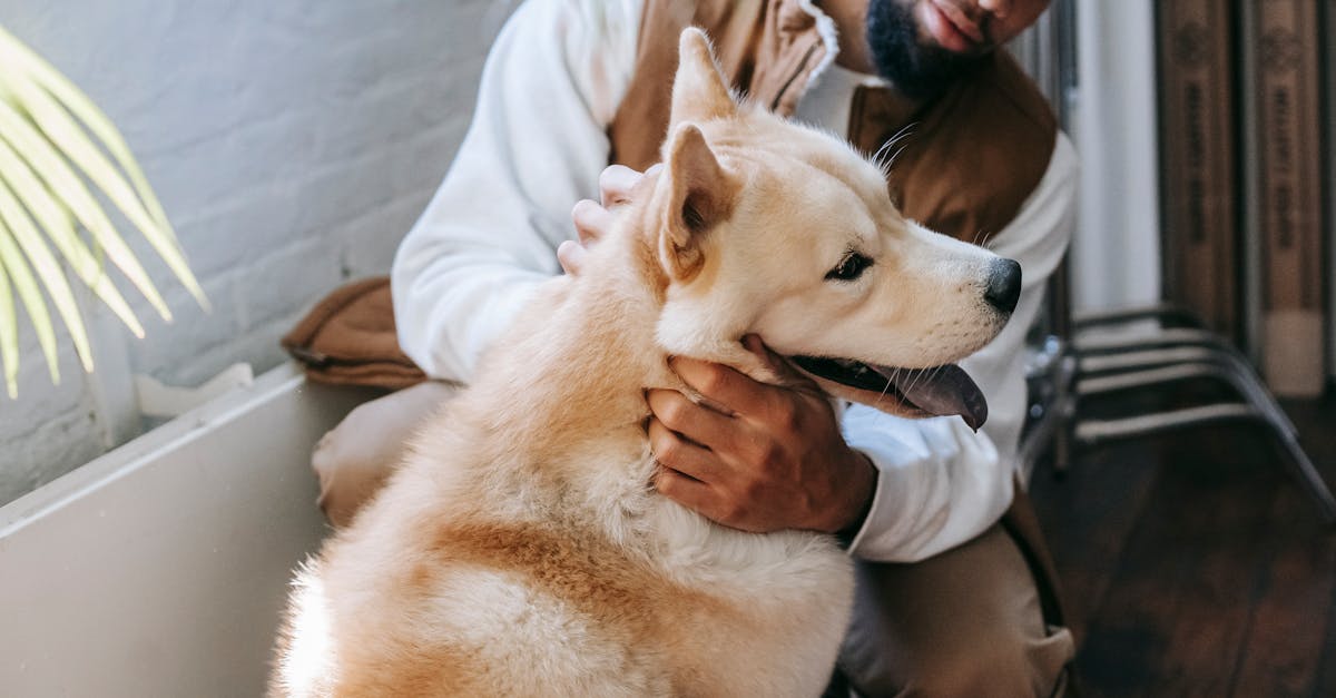 Content young black guy caressing purebred dog