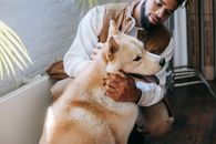 室内，一个男人与他忠诚的秋田犬快乐相伴，捕捉到陪伴与幸福的时刻