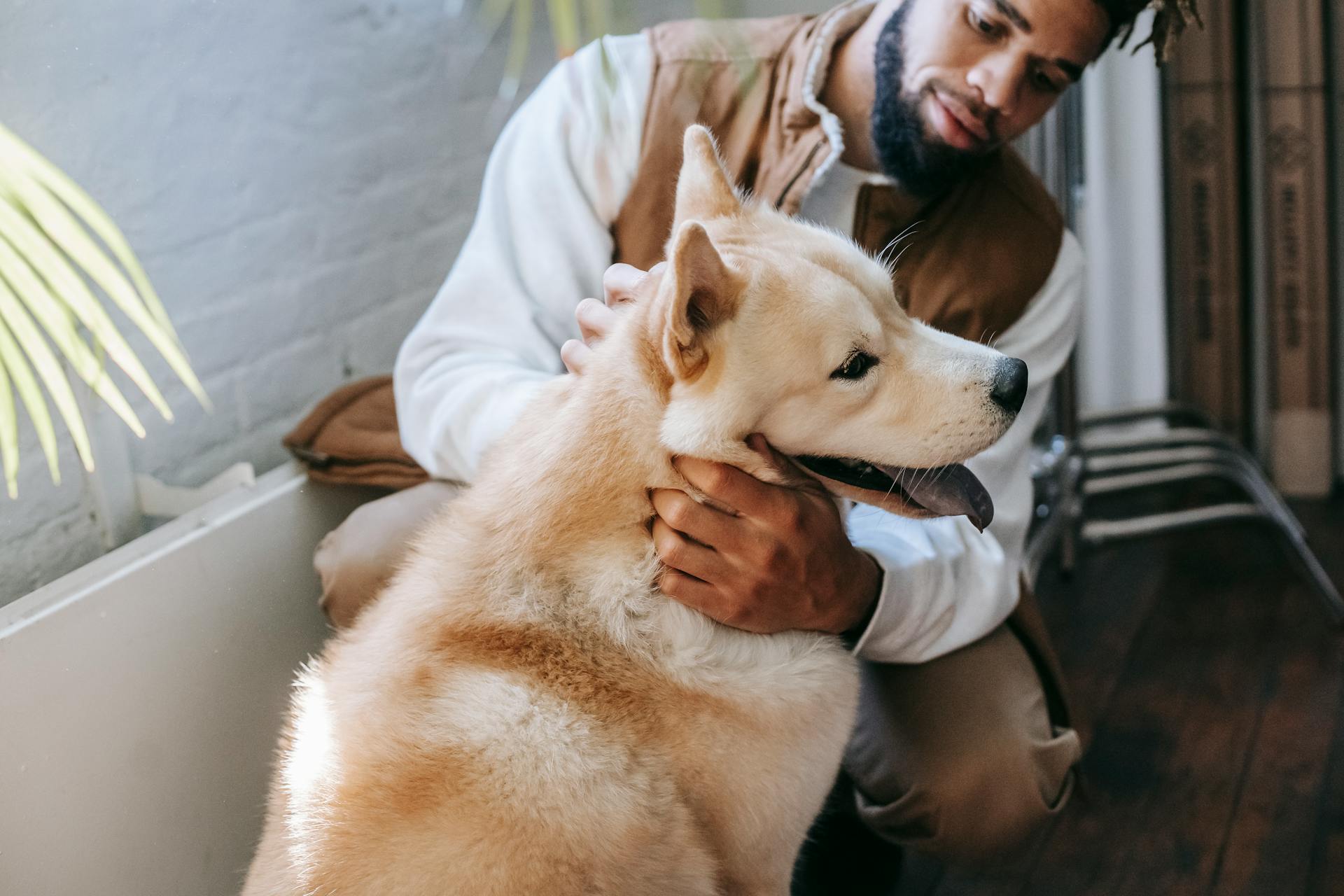 Content young black guy caressing purebred dog