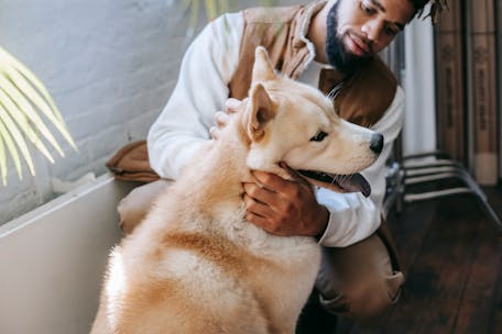 A joyful moment of a man bonding with his loyal Akita dog indoors. Capturing companionship and happiness.