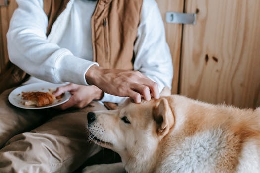 A man lovingly pets his Akita dog while holding a plate of croissants indoors.