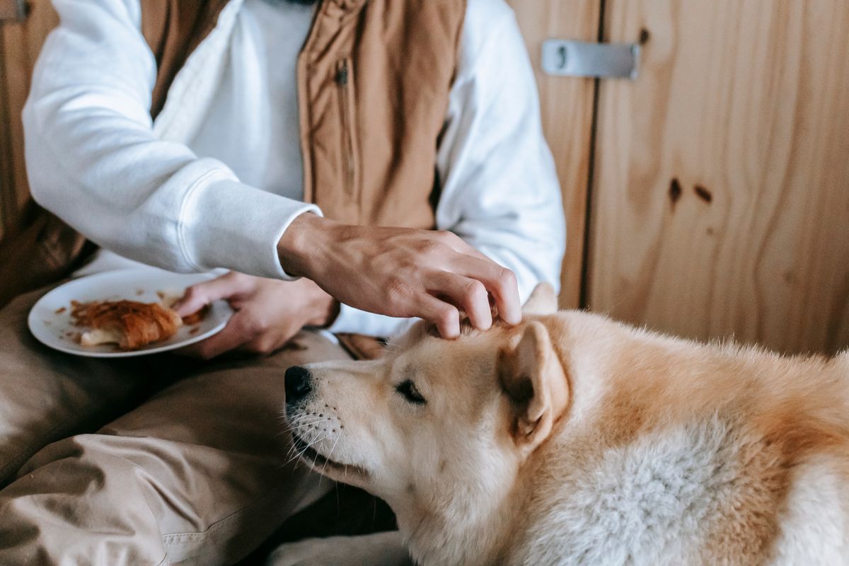 A cheerful dog receives a gentle morning pat beside breakfast in warm natural light.