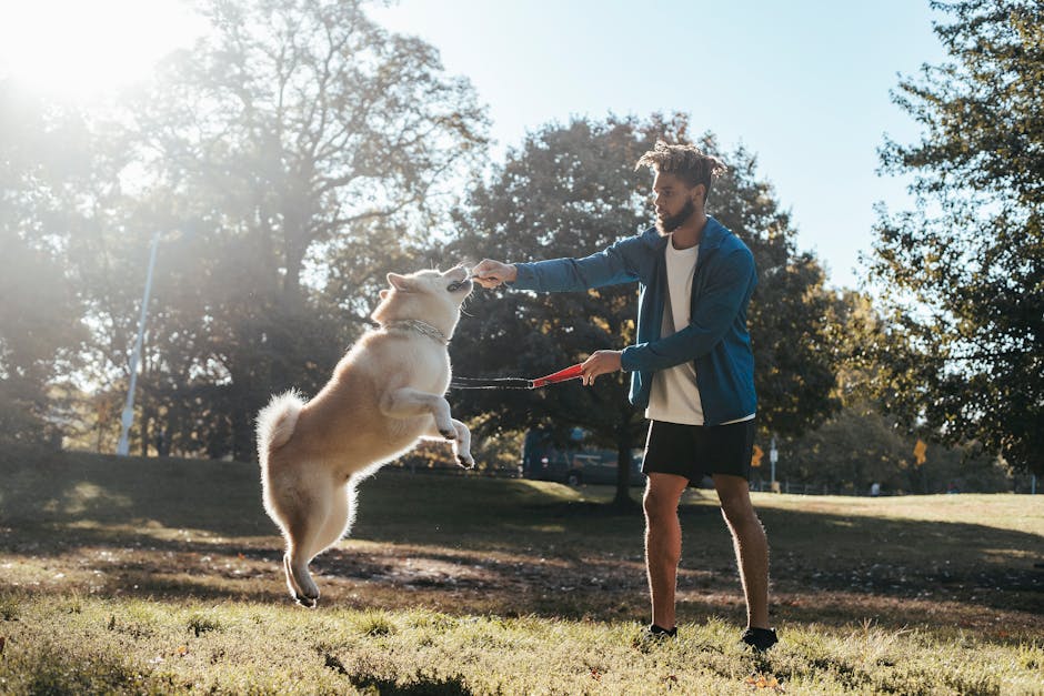 Side view of young African american guy in trendy sportswear training adorable Akita dog during outdoor workout in park
