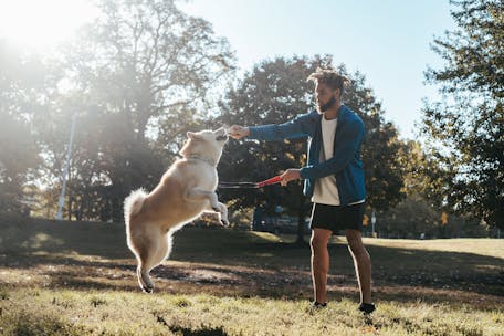 Side view of young African american guy in trendy sportswear training adorable Akita dog during outdoor workout in park