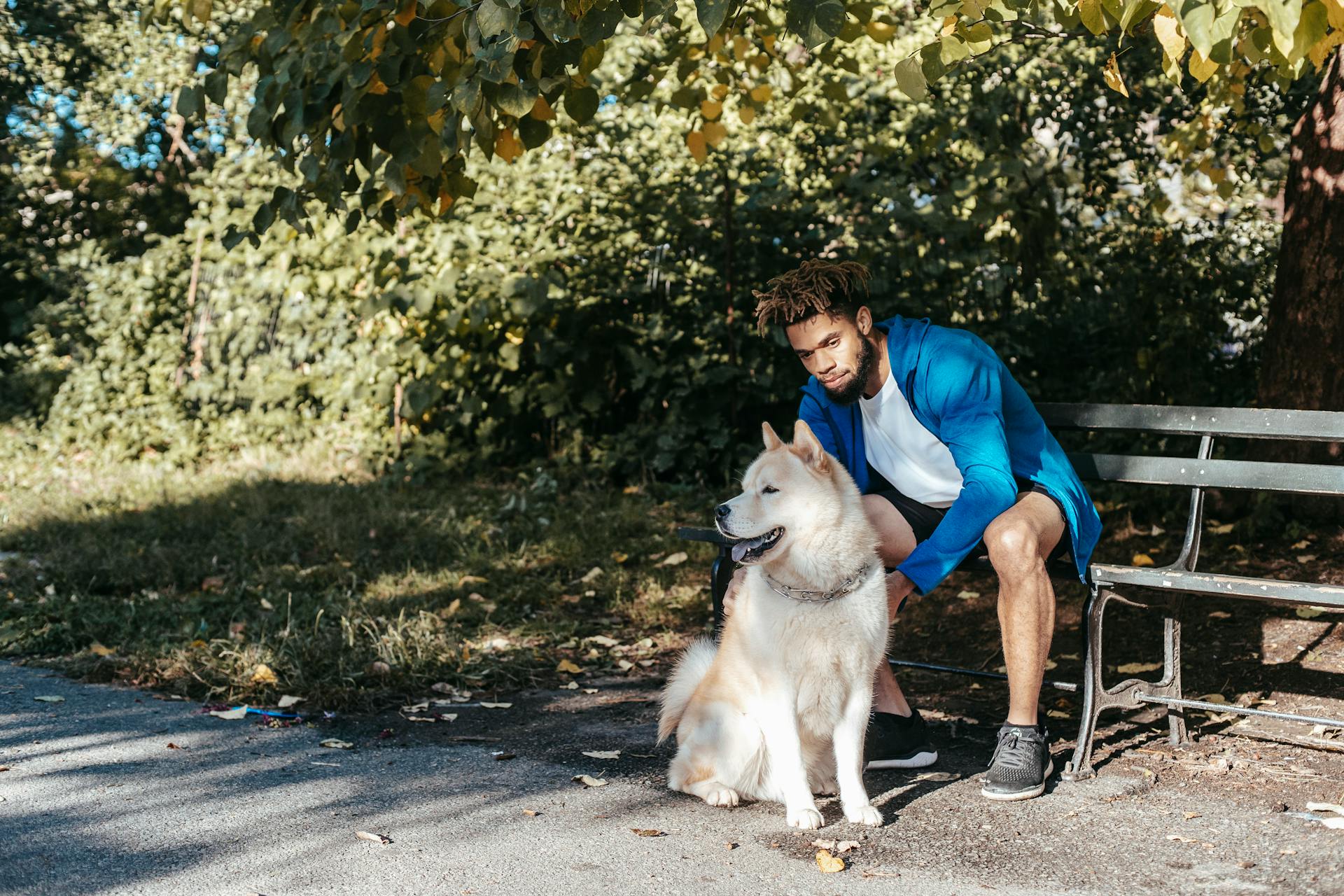 Full body of young African American male in sportswear resting on wooden bench with curious Akita dog after outdoor training in park