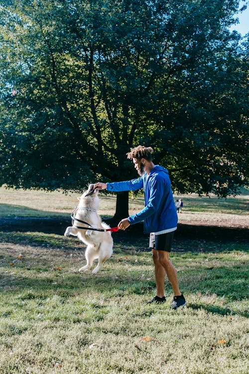 African American guy giving command to active purebred dog in park