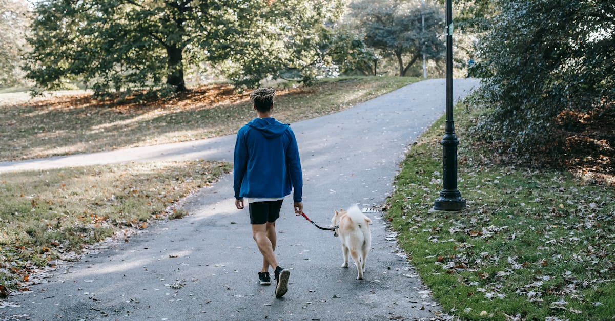 Anonymous guy with purebred dog walking in green park