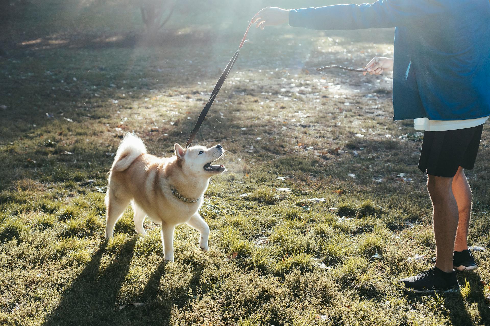 Side view of crop unrecognizable male in sportswear and sneakers training obedient Akita dog on leash while standing on grassy lawn on sunny day