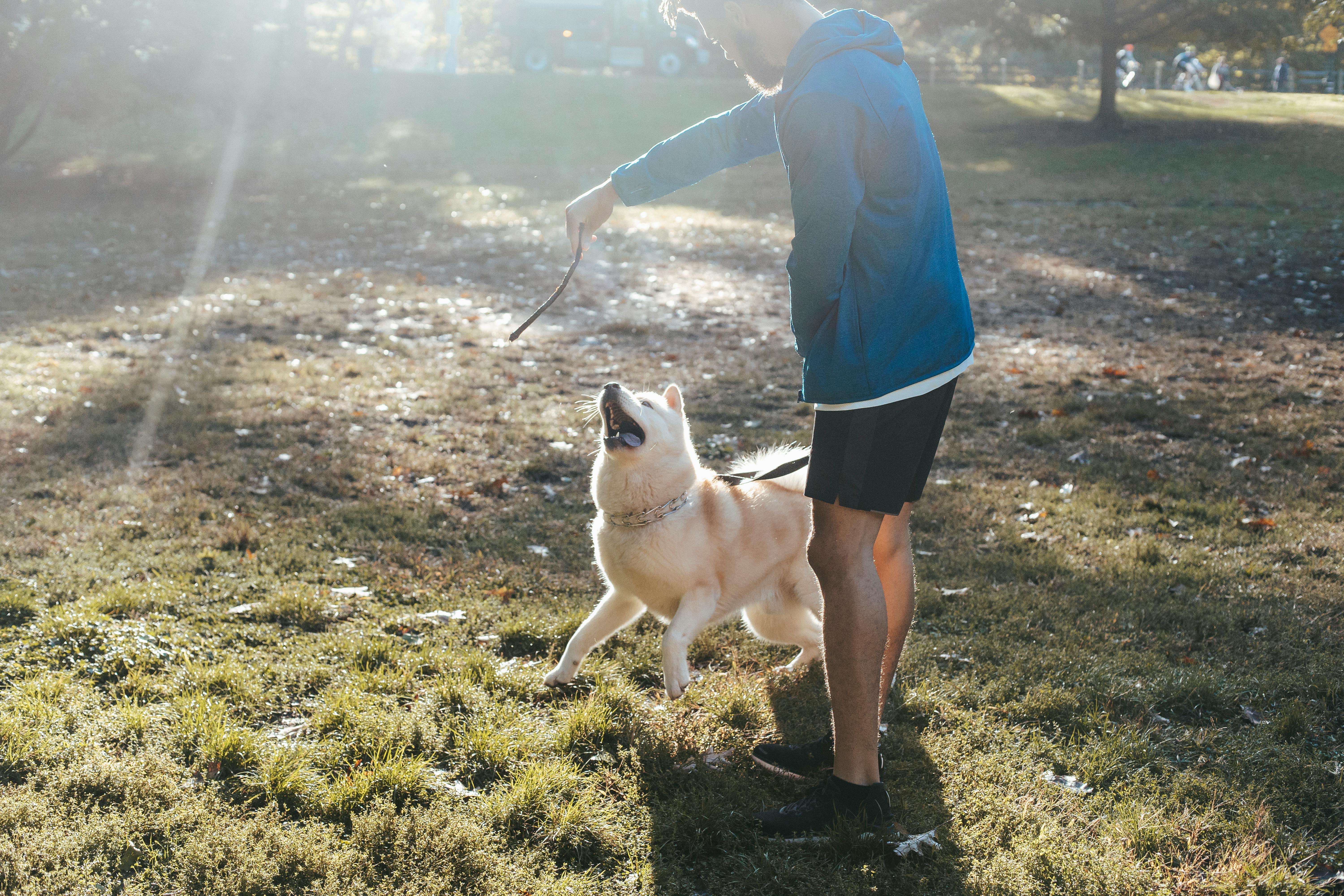 Crop man with twig training purebred dog on meadow