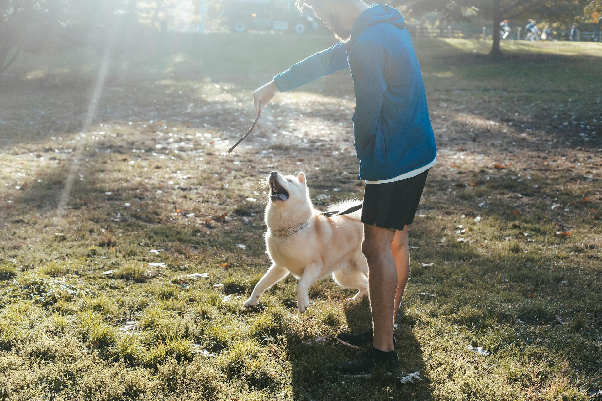 Crop man with twig training purebred dog on meadow