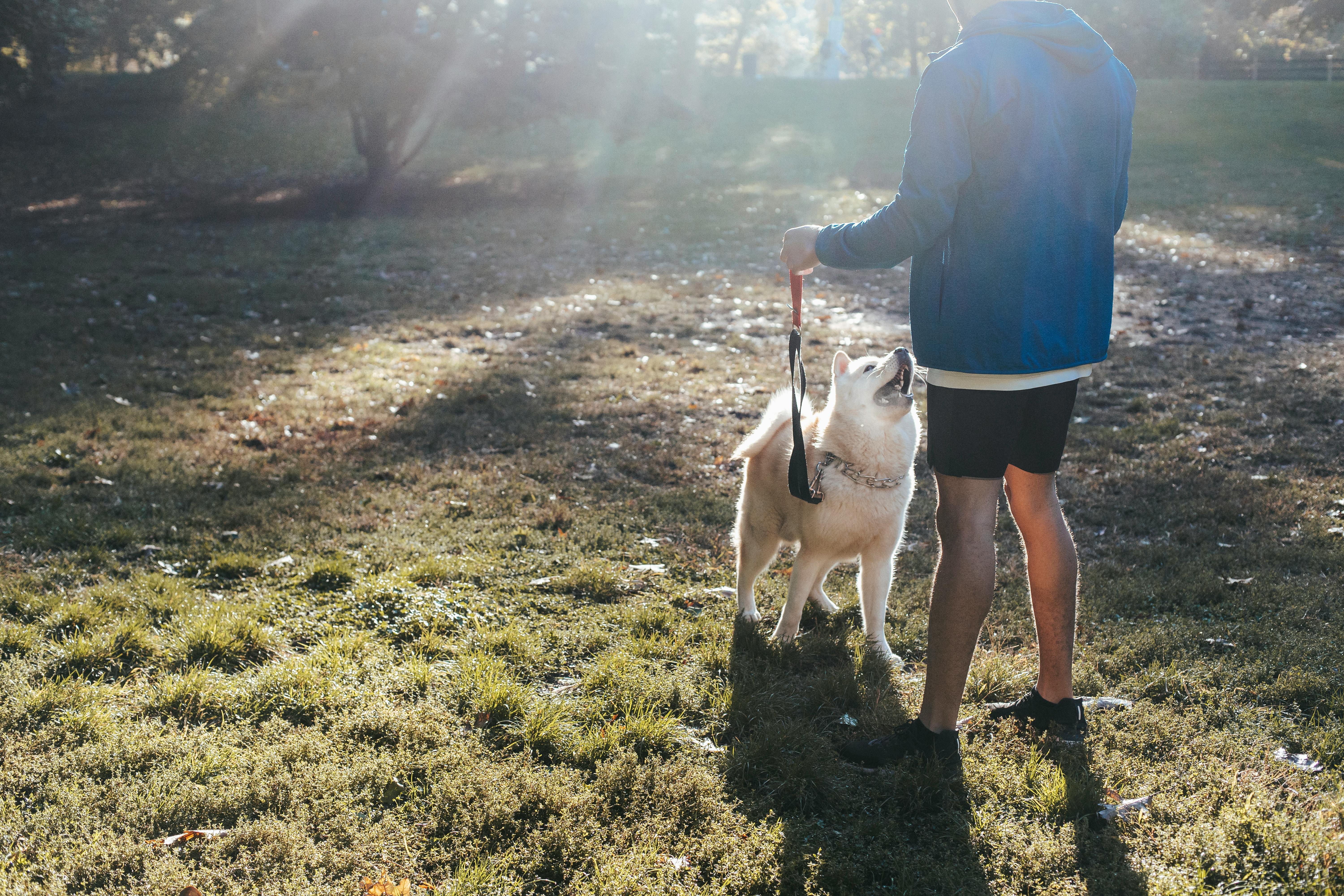 Back view of anonymous man in casual clothes interacting with West Siberian Laika on lawn in back lit