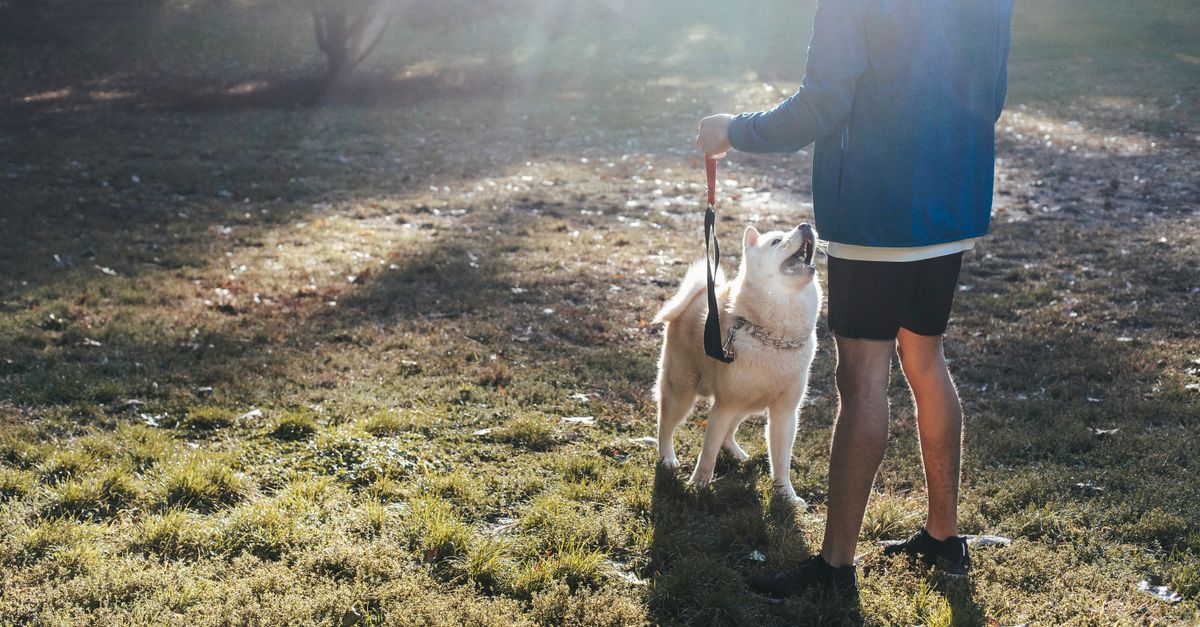 10 Essential Tips for Managing Your Pet's Behavioral Issues
