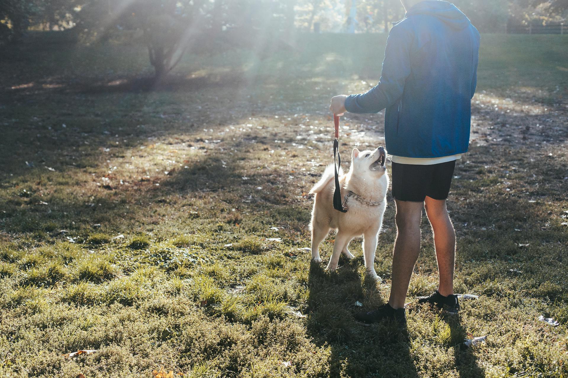 Back view of anonymous man in casual clothes interacting with West Siberian Laika on lawn in back lit