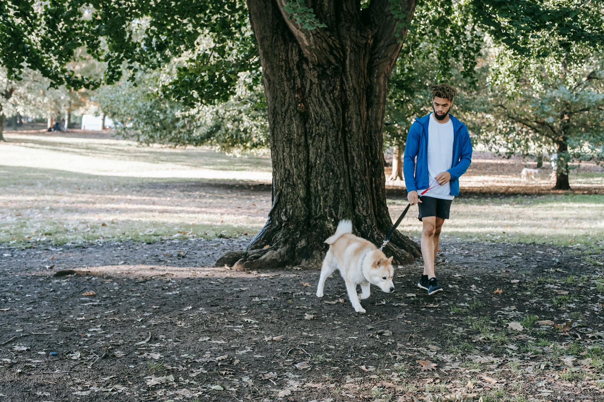 Ethnic man walking West Siberian Laika in city park