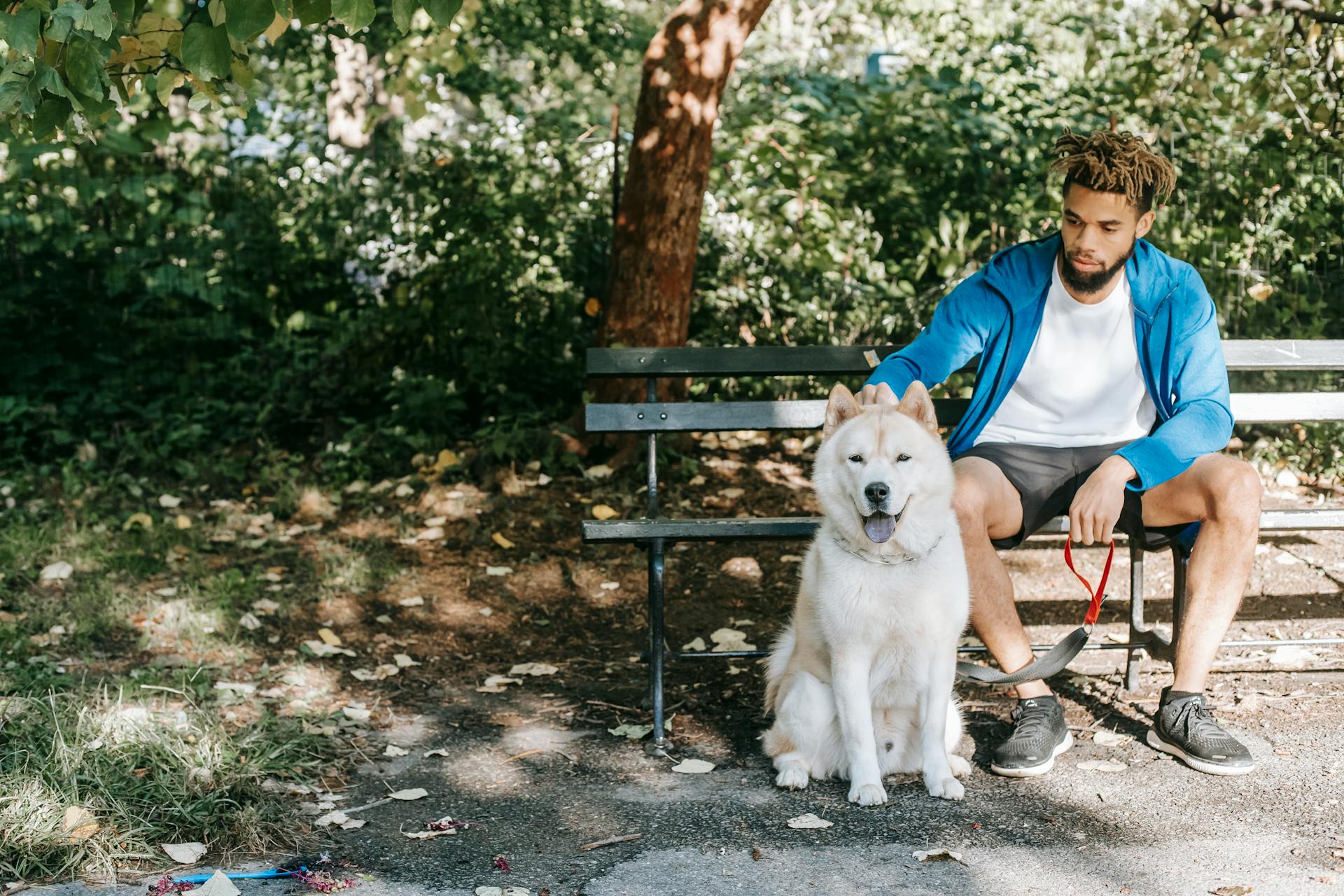 Young attentive ethnic male owner with dreadlocks caressing West Siberian Laika with tongue out on bench in town