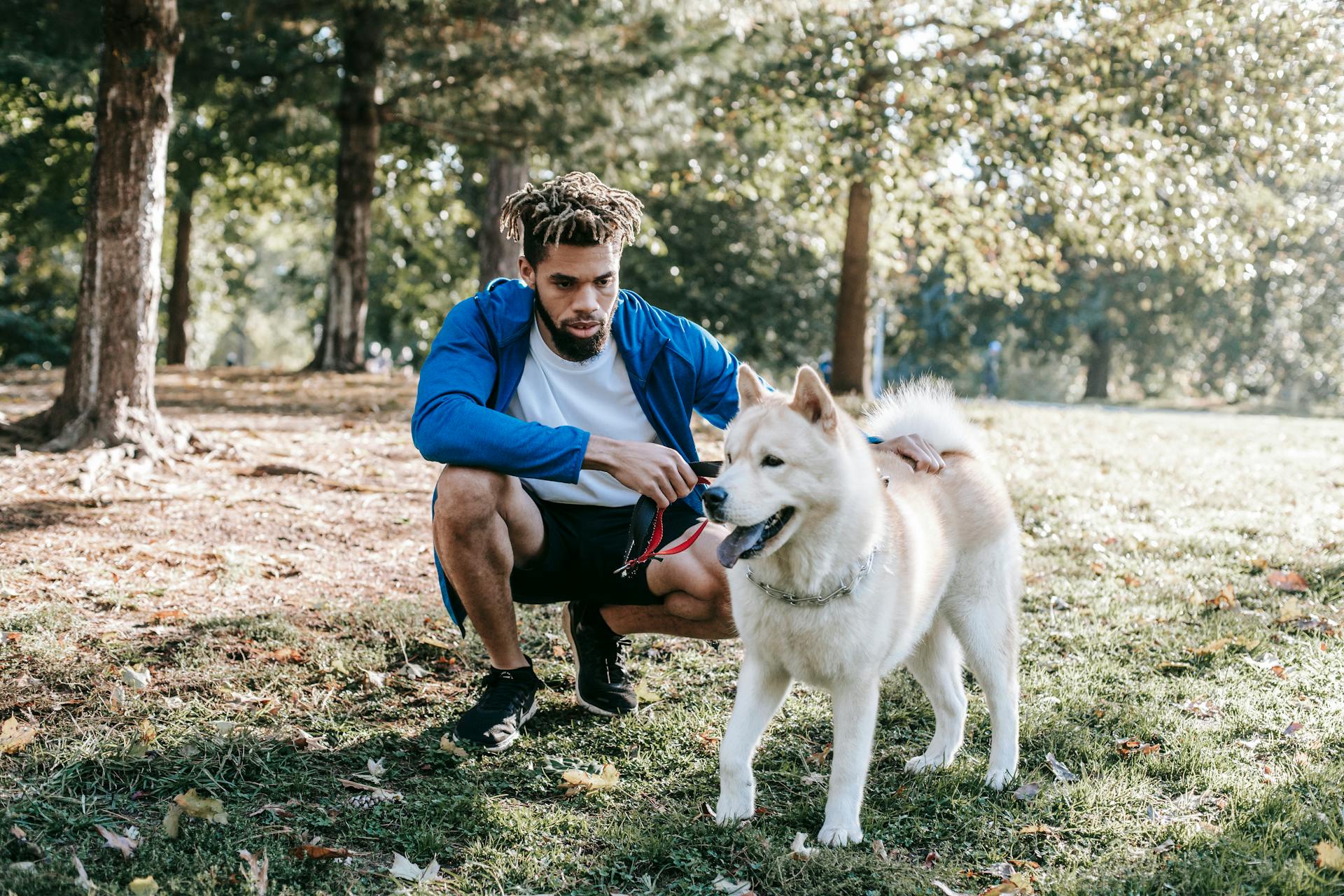 Ethnic owner interacting with West Siberian Laika in urban park