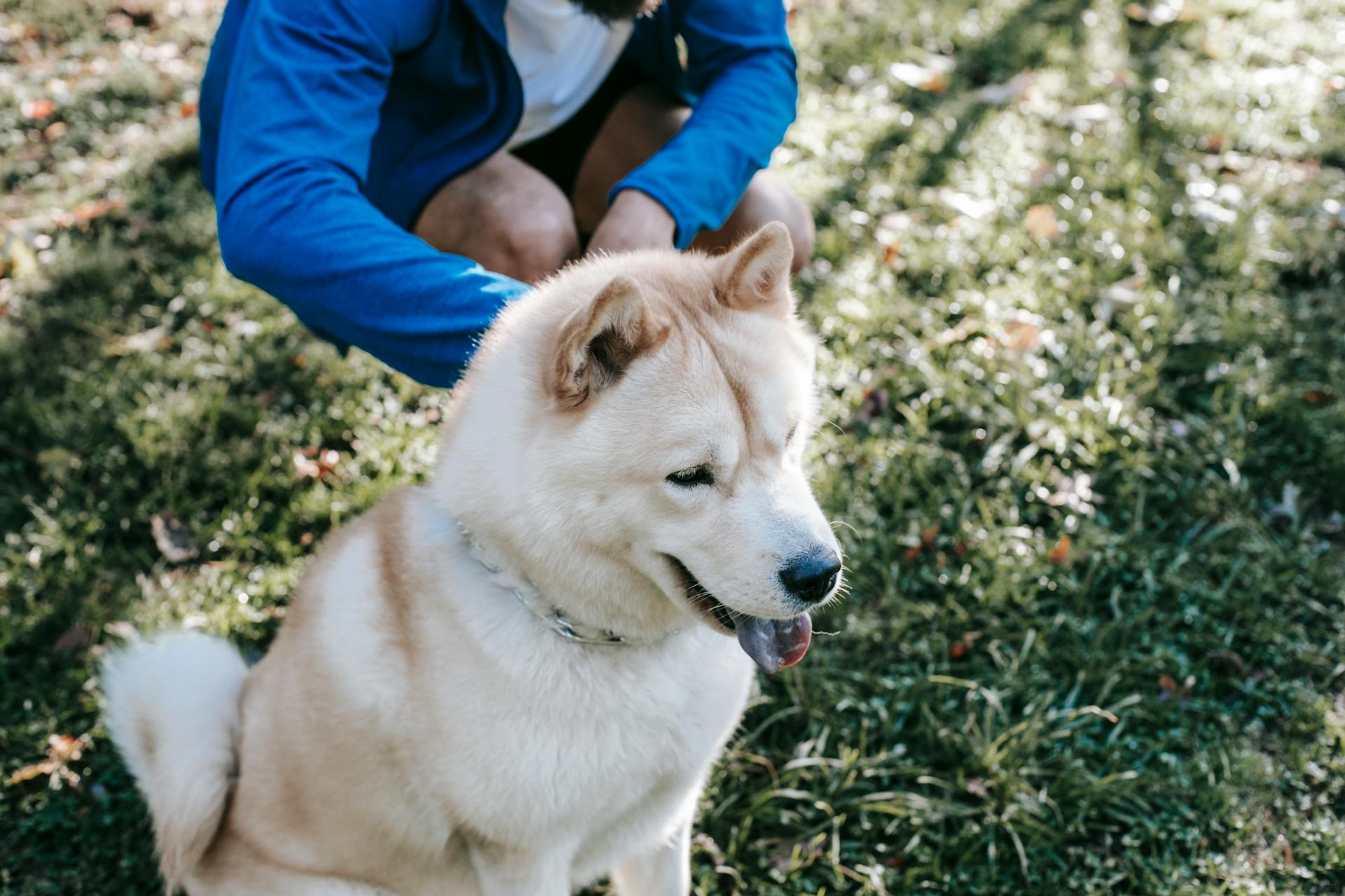 From above of faceless man with adorable fluffy purebred dog with tongue out resting on lawn in sunlight