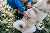 Faceless owner caressing fluffy dog on lawn