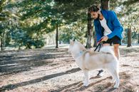 一名年轻人在阳光明媚、充满活力的公园里教他的西伯利亚哈士奇犬