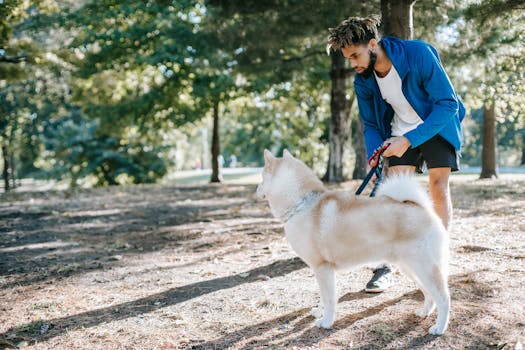 dog training behavior free stock image