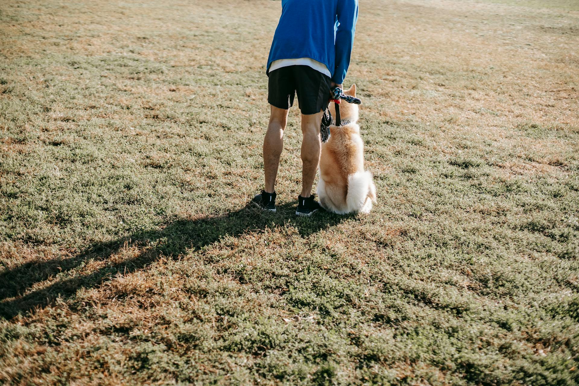 Back view of crop anonymous male owner in casual outfit taming obedient dog on lawn in sunlight