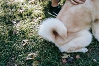 From above of crop anonymous person stroking purebred dog resting on meadow in sunlight